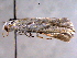  ( - BIOUG06242-F08)  @12 [ ] CreativeCommons - Attribution (2013) CBG Photography Group Centre for Biodiversity Genomics