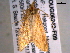  ( - BIOUG06242-F09)  @12 [ ] CreativeCommons - Attribution (2013) CBG Photography Group Centre for Biodiversity Genomics