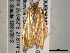  ( - BIOUG06242-F10)  @12 [ ] CreativeCommons - Attribution (2013) CBG Photography Group Centre for Biodiversity Genomics
