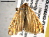  ( - BIOUG06242-F11)  @12 [ ] CreativeCommons - Attribution (2013) CBG Photography Group Centre for Biodiversity Genomics