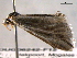  ( - BIOUG06242-F12)  @12 [ ] CreativeCommons - Attribution (2013) CBG Photography Group Centre for Biodiversity Genomics