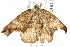  ( - BIOUG02089-A02)  @13 [ ] CreativeCommons - Attribution (2012) CBG Photography Group Centre for Biodiversity Genomics