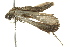 ( - BIOUG02089-A12)  @12 [ ] CreativeCommons - Attribution (2012) CBG Photography Group Centre for Biodiversity Genomics