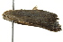  ( - BIOUG02089-F02)  @12 [ ] CreativeCommons - Attribution (2012) CBG Photography Group Centre for Biodiversity Genomics