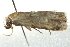  ( - BIOUG02063-A04)  @12 [ ] CreativeCommons - Attribution (2012) CBG Photography Group Centre for Biodiversity Genomics
