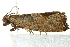  ( - BIOUG02063-C11)  @12 [ ] CreativeCommons - Attribution (2012) CBG Photography Group Centre for Biodiversity Genomics