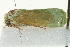  ( - BIOUG02063-G04)  @13 [ ] CreativeCommons - Attribution (2012) CBG Photography Group Centre for Biodiversity Genomics