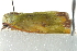  ( - BIOUG02063-H10)  @13 [ ] CreativeCommons - Attribution (2012) CBG Photography Group Centre for Biodiversity Genomics