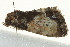  ( - BIOUG02065-C11)  @12 [ ] CreativeCommons - Attribution (2012) CBG Photography Group Centre for Biodiversity Genomics