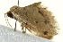  ( - BIOUG02065-D05)  @12 [ ] CreativeCommons - Attribution (2012) CBG Photography Group Centre for Biodiversity Genomics
