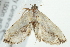  (Oruza latifera - BIOUG02065-D09)  @13 [ ] CreativeCommons - Attribution (2012) CBG Photography Group Centre for Biodiversity Genomics