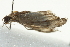 ( - BIOUG02065-E12)  @12 [ ] CreativeCommons - Attribution (2012) CBG Photography Group Centre for Biodiversity Genomics
