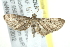  (Eupithecia BOLD:AAP4139 - BIOUG02065-F05)  @14 [ ] CreativeCommons - Attribution (2012) CBG Photography Group Centre for Biodiversity Genomics