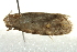  ( - BIOUG02065-G01)  @12 [ ] CreativeCommons - Attribution (2012) CBG Photography Group Centre for Biodiversity Genomics