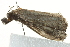  ( - BIOUG02066-A09)  @12 [ ] CreativeCommons - Attribution (2012) CBG Photography Group Centre for Biodiversity Genomics
