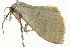 ( - BIOUG02067-A04)  @12 [ ] CreativeCommons - Attribution (2012) CBG Photography Group Centre for Biodiversity Genomics