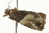  ( - BIOUG02067-B01)  @12 [ ] CreativeCommons - Attribution (2012) CBG Photography Group Centre for Biodiversity Genomics