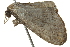  ( - BIOUG02067-B06)  @12 [ ] CreativeCommons - Attribution (2012) CBG Photography Group Centre for Biodiversity Genomics