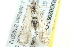  ( - BIOUG02067-C03)  @13 [ ] CreativeCommons - Attribution (2012) CBG Photography Group Centre for Biodiversity Genomics