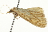  ( - BIOUG02067-D05)  @12 [ ] CreativeCommons - Attribution (2012) CBG Photography Group Centre for Biodiversity Genomics