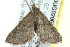 ( - BIOUG02067-G12)  @12 [ ] CreativeCommons - Attribution (2012) CBG Photography Group Centre for Biodiversity Genomics