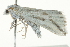  ( - BIOUG02067-H11)  @12 [ ] CreativeCommons - Attribution (2012) CBG Photography Group Centre for Biodiversity Genomics
