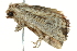  ( - BIOUG02068-B06)  @12 [ ] CreativeCommons - Attribution (2012) CBG Photography Group Centre for Biodiversity Genomics