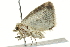 ( - BIOUG02068-B09)  @13 [ ] CreativeCommons - Attribution (2012) CBG Photography Group Centre for Biodiversity Genomics