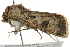  ( - BIOUG02068-D02)  @14 [ ] CreativeCommons - Attribution (2012) CBG Photography Group Centre for Biodiversity Genomics