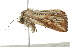  (Mythimna pyrostrota - BIOUG02068-D04)  @13 [ ] CreativeCommons - Attribution (2012) CBG Photography Group Centre for Biodiversity Genomics