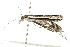  ( - BIOUG02068-G03)  @13 [ ] CreativeCommons - Attribution (2012) CBG Photography Group Centre for Biodiversity Genomics