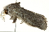  ( - BIOUG02068-H02)  @12 [ ] CreativeCommons - Attribution (2012) CBG Photography Group Centre for Biodiversity Genomics