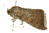  ( - BIOUG02068-H05)  @13 [ ] CreativeCommons - Attribution (2012) CBG Photography Group Centre for Biodiversity Genomics