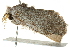  ( - BIOUG02068-H09)  @12 [ ] CreativeCommons - Attribution (2012) CBG Photography Group Centre for Biodiversity Genomics