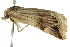  ( - BIOUG02077-A02)  @12 [ ] CreativeCommons - Attribution (2012) CBG Photography Group Centre for Biodiversity Genomics