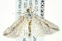  (Microligia - BIOUG02077-A09)  @14 [ ] CreativeCommons - Attribution (2012) CBG Photography Group Centre for Biodiversity Genomics