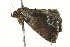  ( - BIOUG02077-C05)  @12 [ ] CreativeCommons - Attribution (2012) CBG Photography Group Centre for Biodiversity Genomics