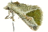  ( - BIOUG02077-H05)  @13 [ ] CreativeCommons - Attribution (2012) CBG Photography Group Centre for Biodiversity Genomics