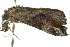  ( - BIOUG02077-H08)  @12 [ ] CreativeCommons - Attribution (2012) CBG Photography Group Centre for Biodiversity Genomics