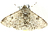  ( - BIOUG02069-A06)  @13 [ ] CreativeCommons - Attribution (2012) CBG Photography Group Centre for Biodiversity Genomics