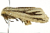  ( - BIOUG02069-A08)  @13 [ ] CreativeCommons - Attribution (2012) CBG Photography Group Centre for Biodiversity Genomics