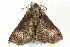  ( - BIOUG02069-A10)  @13 [ ] CreativeCommons - Attribution (2012) CBG Photography Group Centre for Biodiversity Genomics