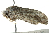  ( - BIOUG02069-B08)  @12 [ ] CreativeCommons - Attribution (2012) CBG Photography Group Centre for Biodiversity Genomics