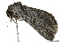  ( - BIOUG02069-B09)  @13 [ ] CreativeCommons - Attribution (2012) CBG Photography Group Centre for Biodiversity Genomics