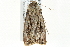  ( - BIOUG02069-B12)  @12 [ ] CreativeCommons - Attribution (2012) CBG Photography Group Centre for Biodiversity Genomics