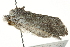  ( - BIOUG02069-C01)  @12 [ ] CreativeCommons - Attribution (2012) CBG Photography Group Centre for Biodiversity Genomics