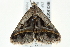  ( - BIOUG02069-C09)  @12 [ ] CreativeCommons - Attribution (2012) CBG Photography Group Centre for Biodiversity Genomics