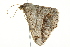  ( - BIOUG02069-D07)  @12 [ ] CreativeCommons - Attribution (2012) CBG Photography Group Centre for Biodiversity Genomics
