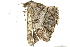  ( - BIOUG02069-H08)  @13 [ ] CreativeCommons - Attribution (2012) CBG Photography Group Centre for Biodiversity Genomics