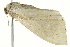  ( - BIOUG02069-H11)  @12 [ ] CreativeCommons - Attribution (2012) CBG Photography Group Centre for Biodiversity Genomics